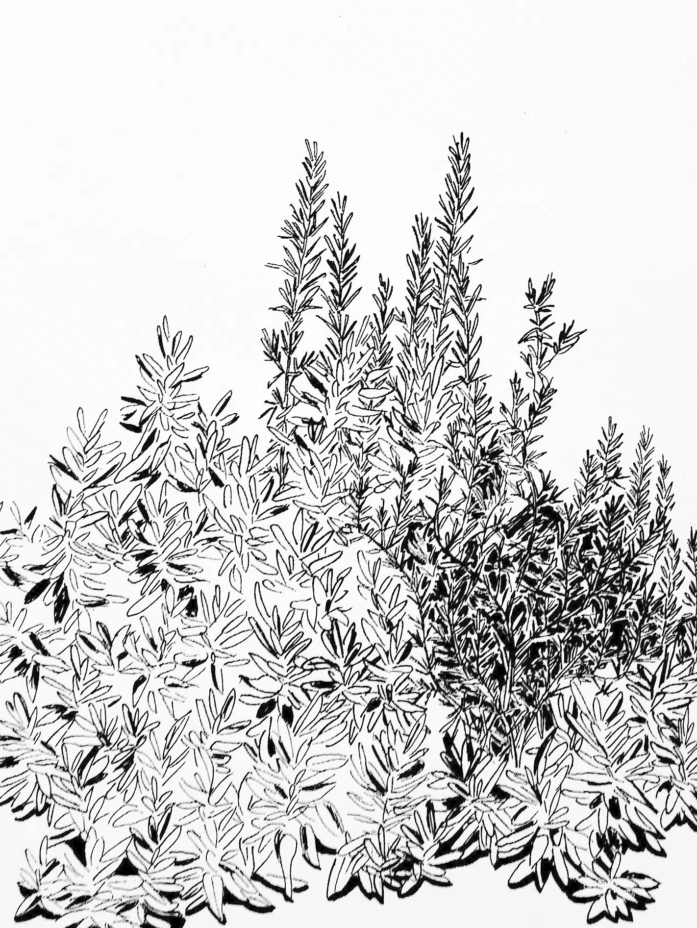 Rosmarin (Fineliner)